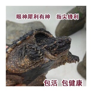 苗鳄龟凶鱼猛鳄龟鳄龟爆刺杂佛纯佛宠I鳄物龟观赏龟北美小龟新款