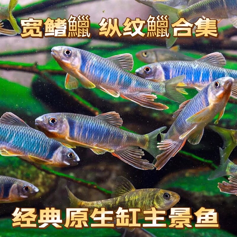 新品北宽鳍鱲冷i水鱼马口鱼观赏鱼原生鱼桃花旁皮虾虎鱼长鳍鱲纵