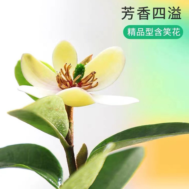 含笑花盆栽带花苞四季浓香型老桩树苗花卉植物室内客厅小绿植好养