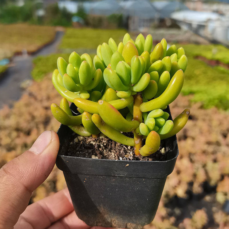 多肉大颗大号虹之玉锦丸叶松绿春萌多肉三棵组合带盆云南露养肉肉