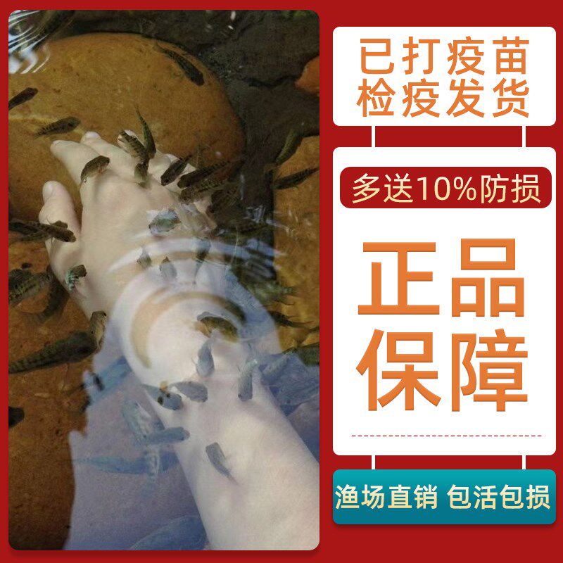 速发亲亲鱼足疗鱼洗脚鱼淡水温泉鱼疗专用鱼星子鱼苗咬脚吃死皮按