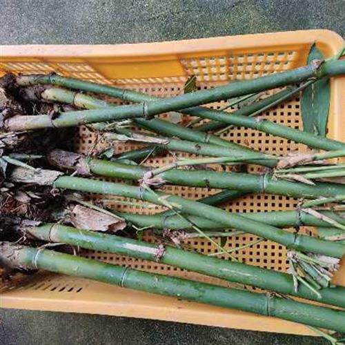 小众高货麻竹苗裸根包邮大型庭院丛生竹子苗大头笋苦笋苗竹笋种竹
