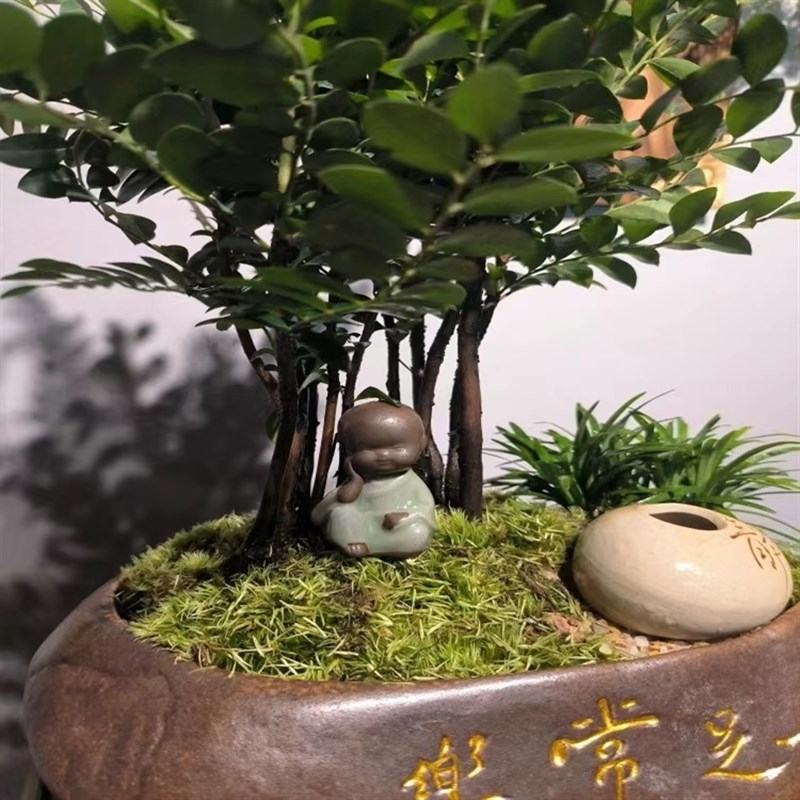 小叶紫檀黑檀木丛林款室内桌面高端盆景绿植好养易活