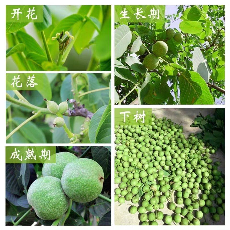 新品青皮核桃文玩赌青皮四座楼狮子头麒麟纹王勇官帽天然带绿皮麻