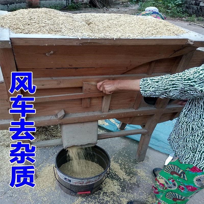 黄谷子5斤谷子带壳水稻100斤谷子鸟粮鸟食50斤稻子喂鸡鸭吃的稻谷