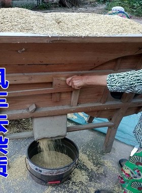 黄谷子5斤谷子带壳水稻100斤谷子鸟粮鸟食50斤稻子喂鸡鸭吃的稻谷