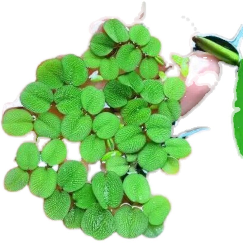 厂家浮萍水芙蓉水生o植物浮性水草浮萍槐叶浮萍净水作用饲料鱼虾