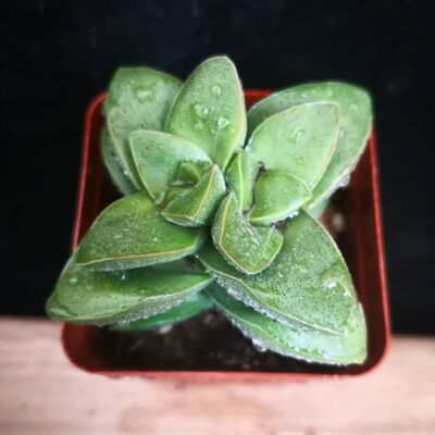 新品多肉植物【小夜衣】神童开花型肉肉即将开花新手四季好养室内