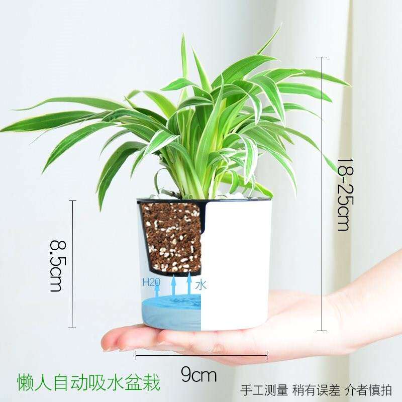 新品小植物大盆栽花卉植物客厅室内真花书房自养四季芦荟家庭厨房