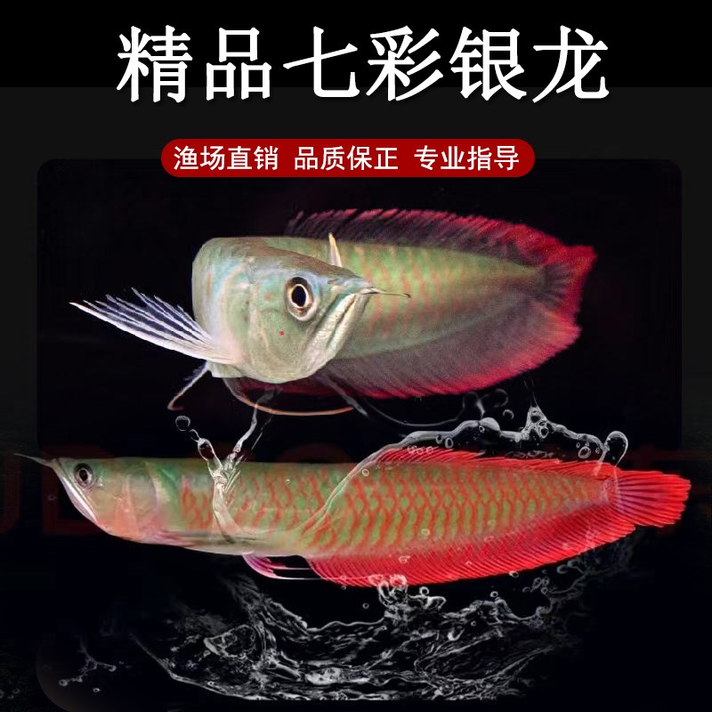 新品渔你有缘七彩银o龙鱼活鱼苗大型热带观赏鱼黄化红眼练手龙鱼