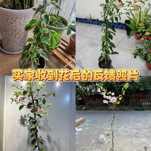 三角梅高飘枝马斯/卡亚塔/不甜西瓜/苏瓦娜/六翼天使好养四季勤花