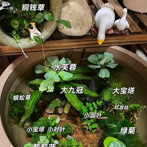 古法鱼缸造景古法生态鱼t缸原生态鱼缸造景 水草用品乌龟缸植物