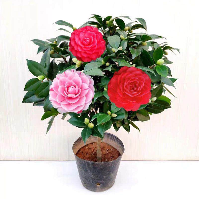 重瓣茶花盆栽h带花苞香水味花苞美国浓香巨型卉庭院好养耐寒