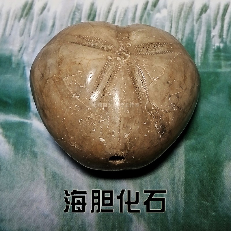 天然古生物真海胆化石原石标本动物植物儿童考古礼物客厅摆件手玩