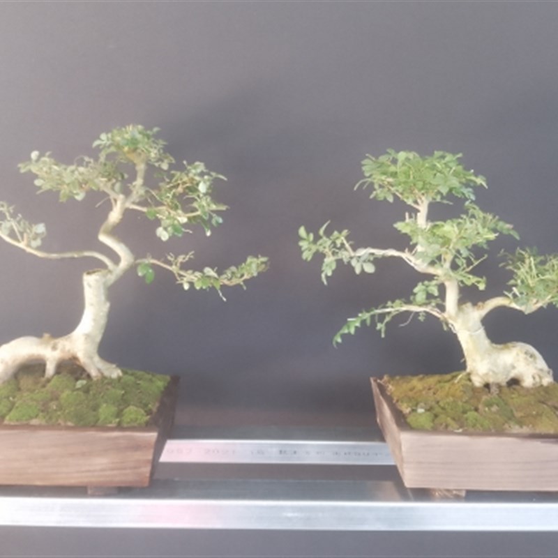 对节白蜡小型盆栽大型盆栽庭院厂区植物阳台盆景矮霸悬崖提根异型