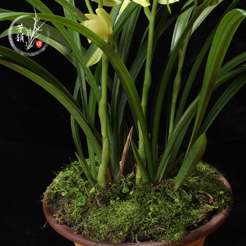 兰花苗建兰素花荷瓣名品 洛阳素荷 浓香盆栽植物室内四季好养花卉