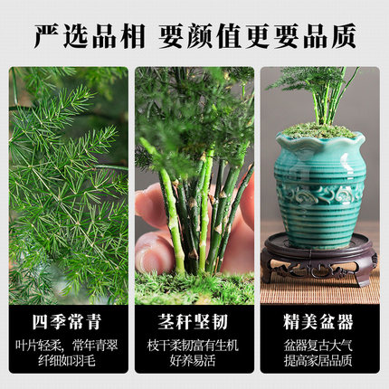 文竹盆栽植物室内花卉办公室桌面客厅小绿植四季常青好养云竹盆景