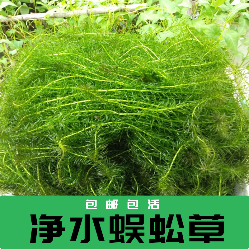 推荐净水植物蜈蚣草绿菊淡水养龟鱼缸造景鱼池塘水草金鱼藻水葫芦