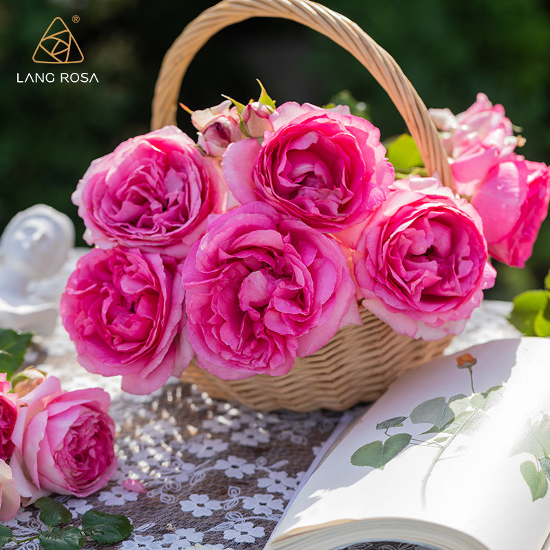 天狼月季莫奈果汁阳台真宙蓝色风暴月季盆栽地栽庭院露台玫瑰花卉