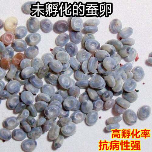 彩色蚕卵蚕宝宝100只r蚕籽蚕蛋儿童七彩套装金丝套餐学生科学养蚕 - 封面