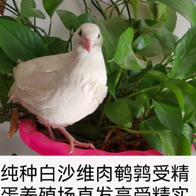 纯种白色沙维鹌鹑种蛋肉鹌鹑受精卵白沙维受精蛋可孵化巨型鹌鹑蛋