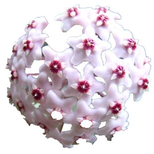 香花球兰雨林爬藤植物景观缸造景庭院阳台植物墙室内四季好养花香