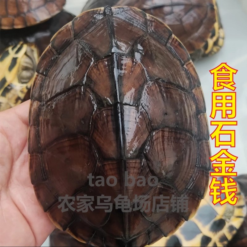 速发石金钱可食用乌龟活物中国草龟煲汤大龟草龟纯种纯正南石龟肉