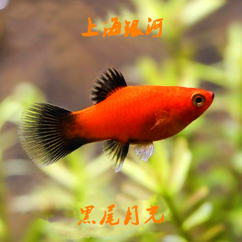 新品黑尾月光鱼小k型热带鱼观赏鱼好养耐活新手鱼练手鱼胎生鱼易
