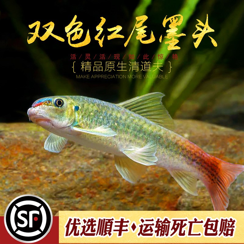 热销红绿独角兽双色墨头鱼缅甸仙观赏鱼除藻工具鱼红尾彩虹墨头鱼