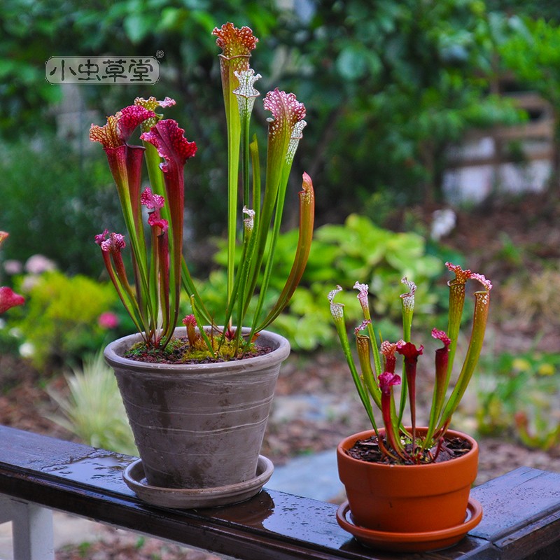 海角瓶子草小虫草堂食虫植物盆栽食肉吃虫苍M蝇优雅美观食人花大