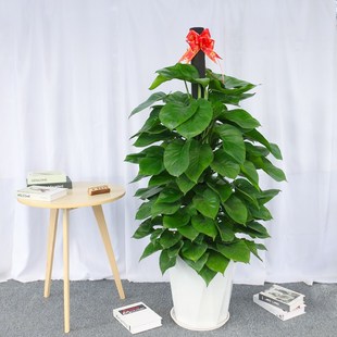 南宁绿萝大绿植大叶大型植物绿箩盆栽室内绿植常绿净化空气吸甲醛