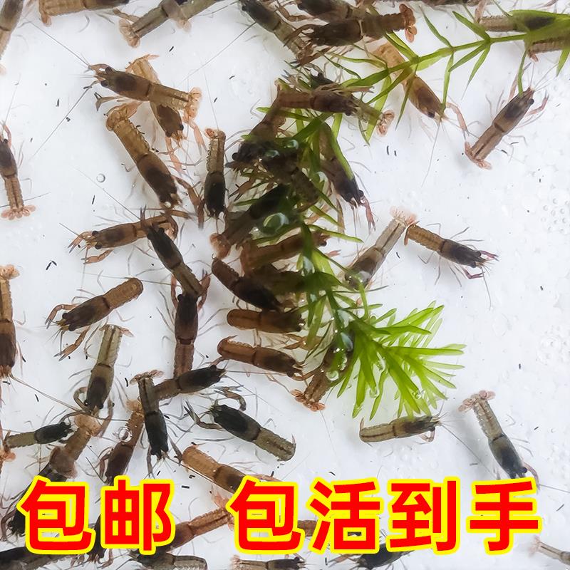 推荐澳洲淡水龙虾虾苗 繁殖种虾 鱼缸观赏虾宠物鳌虾天空蓝魔虾鲜