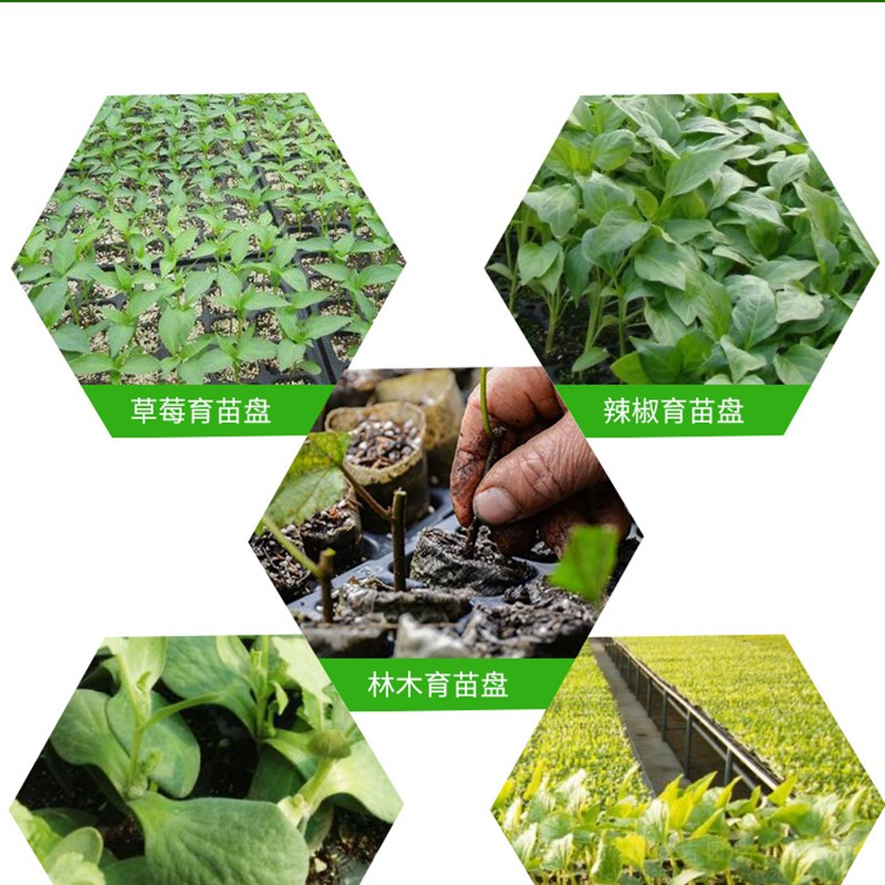 育苗穴盘培育盆种植加厚pvc塑料B秧盘营养钵托盘扦插育种多肉专用