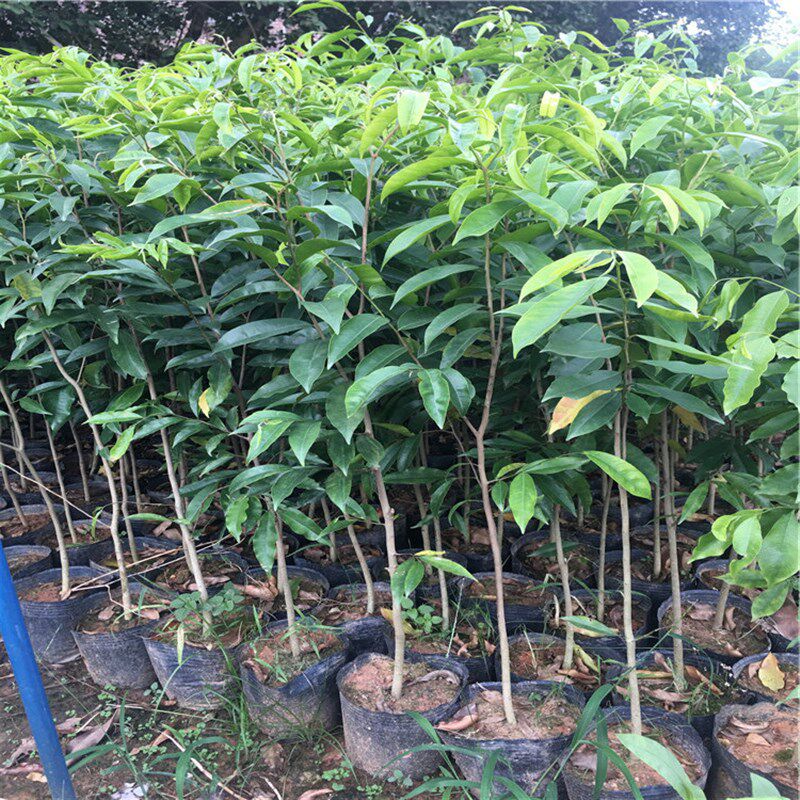 奇楠沉香树苗正宗越南奇楠小苗沉香实生树苗名贵树苗绿化树苗盆栽