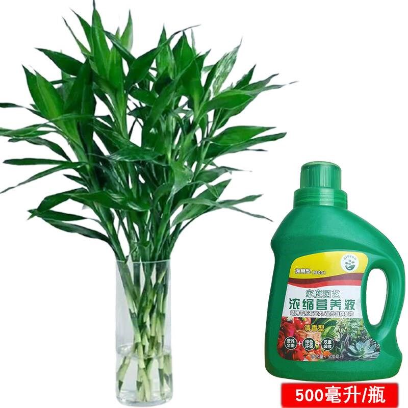 小众高货富贵竹有根时来运转水培水养带根观音竹绿萝竹子盆栽花卉