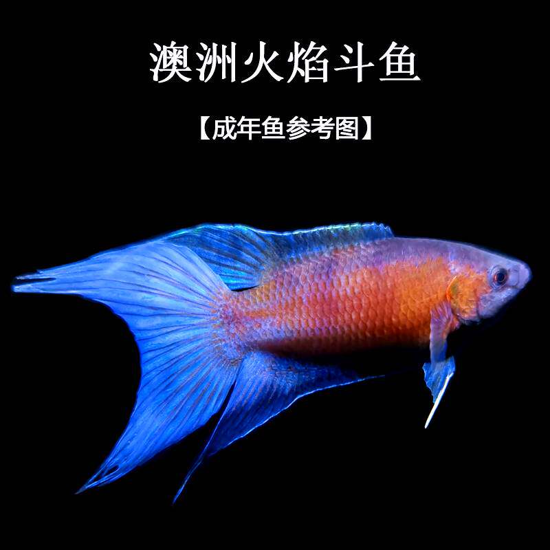 中国斗鱼10大品种套餐白化红无纹蓝澳火蓝色白化黄u蓝叉白兔蛇纹