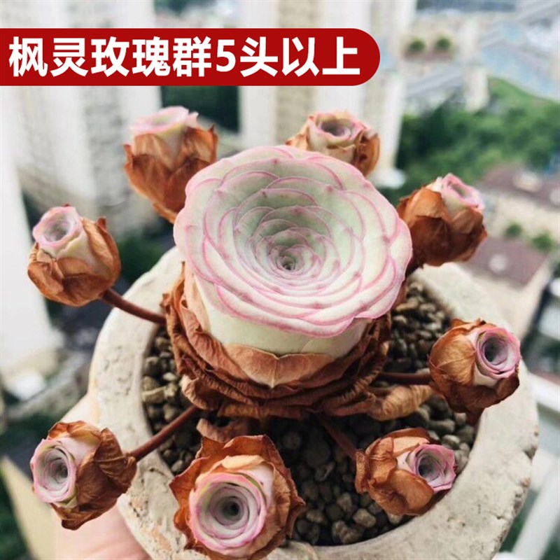 山地玫瑰酒杯粉耶罗室内阳台易活多肉盆栽绿植物系列高山玫瑰花卉