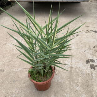 花叶芦竹湿地绿植盆景花苗净化水质池塘河道造景浮岛公园小区美化