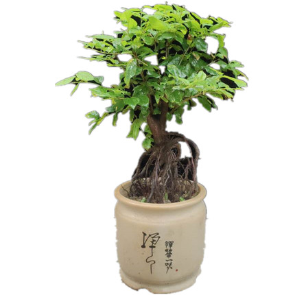 速发小叶红芽雀梅盆景老桩开花结果阳台庭院四季观赏盆栽一物一拍