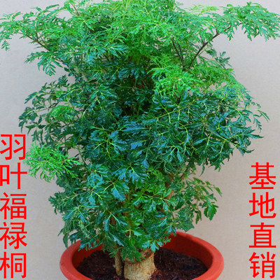 羽叶福禄桐盆景树桩室内客厅花卉绿植四季常青P发财树盆栽净化空