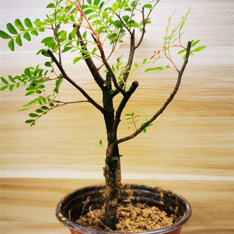 正宗红芽清香木老桩小苗阳台庭院楼顶吸甲醛驱蚊盆栽植物带盆发货