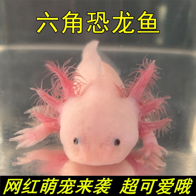 速发六角恐龙鱼一公一母网红宠物深水冷水鱼观赏鱼耐养爬行蝾螈宠
