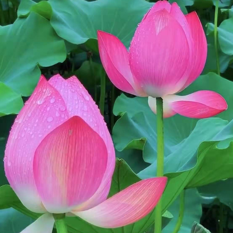 大型观赏荷花种藕苗 莲藕种苗盆栽荷花种根苗食用藕种藕 水养莲花