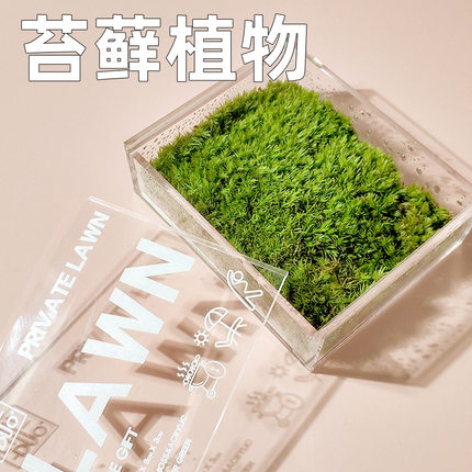 私人草坪 办公室苔藓微景观微型植物桌面生态微T缩青苔摆件小礼物