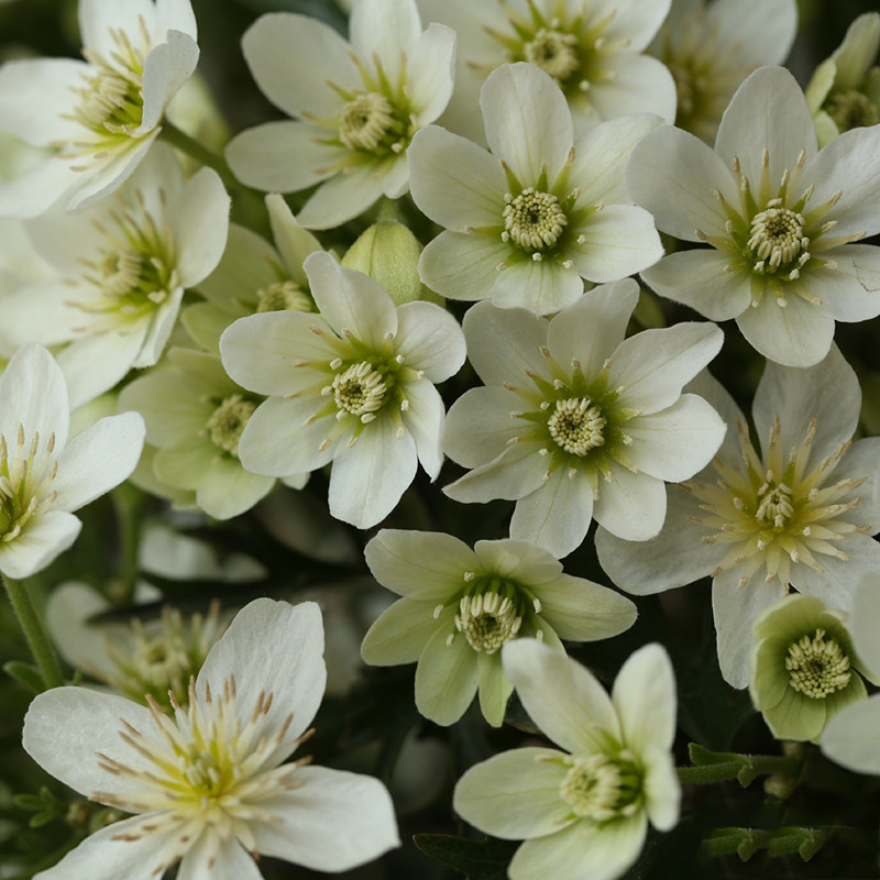 银币铁线莲盆栽花苗四季常绿早花型庭园阳台藤本攀援垂吊花卉植物