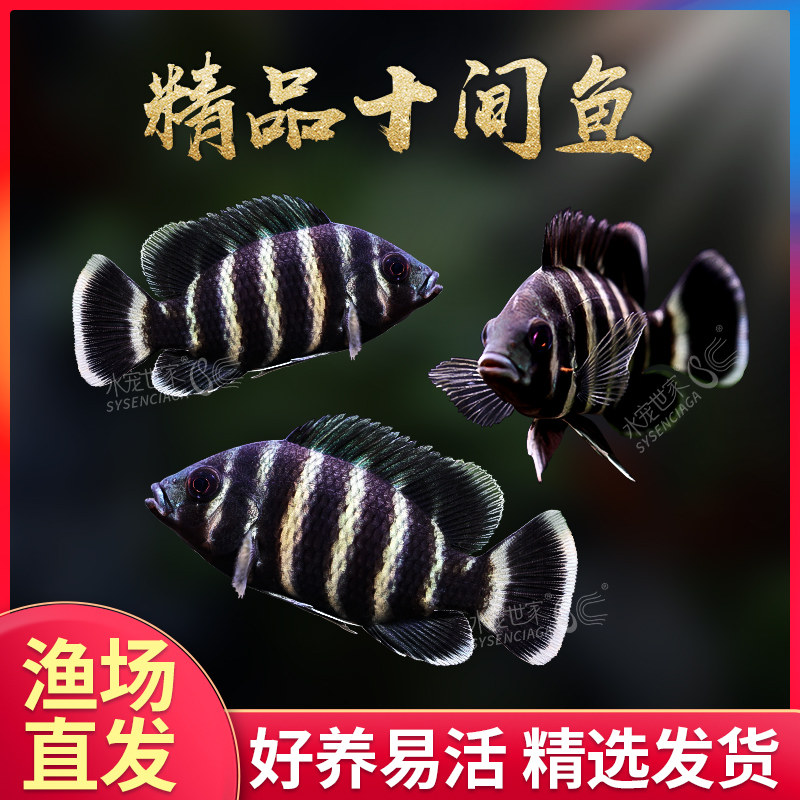 新品十间鱼马鲷鱼非洲热带观赏鱼凶猛大型鱼发财T鱼印尼虎龙鱼配