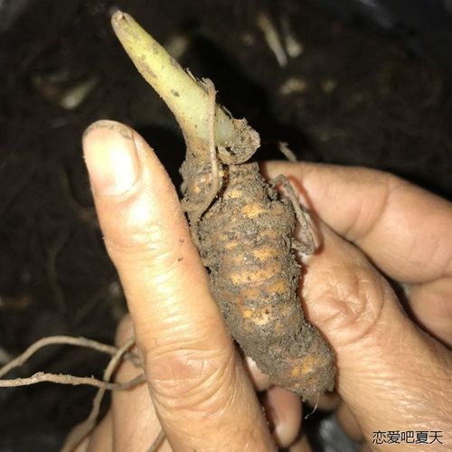 云南正宗滇重楼苗 华重楼苗七叶一枝花  高杆滇重楼芽头苗