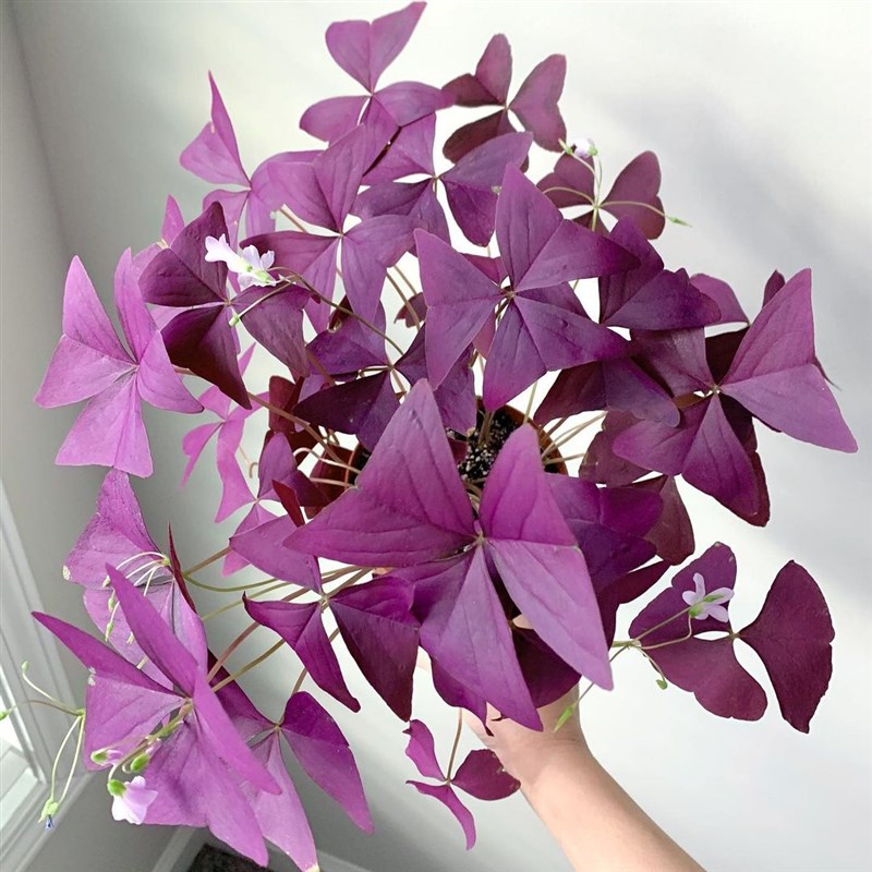 紫叶酢浆草幸运草籽酱草种球多年生四季绿植盆栽四季开花花期长