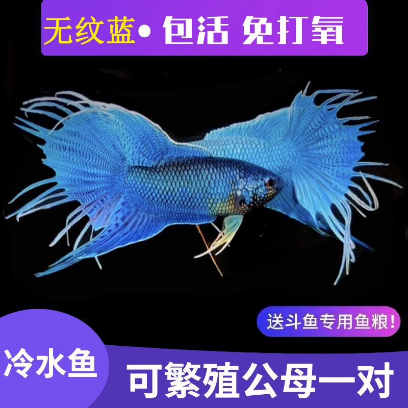 速发中国斗鱼改良无纹蓝游龙大爆针淡水冷水观赏鱼小型好养免打氧