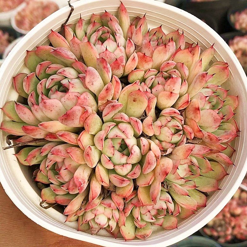 韧爪大群b生 多肉植物 肉肉植物 萌肉肉组合盆栽室内花卉 陌上花